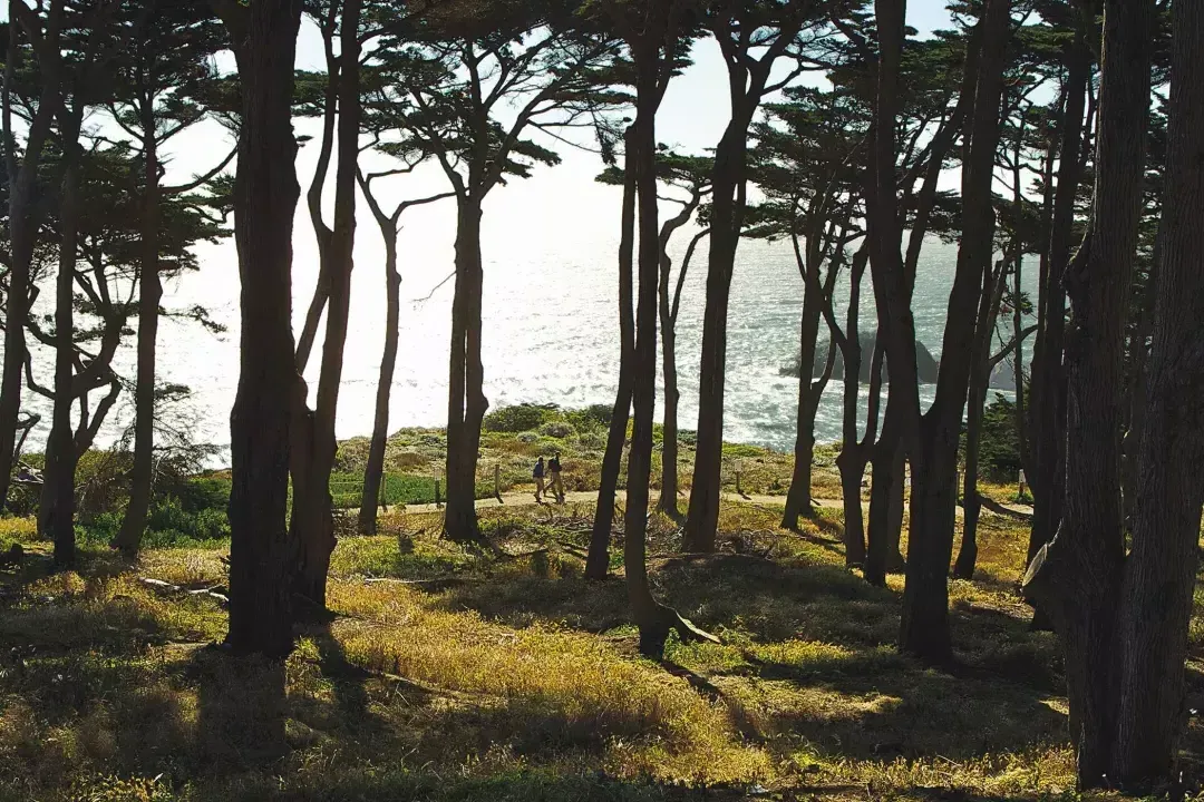 Les randonneurs marchent le long d'une section boisée du sentier Lands End, avec l'océan Pacifique en arrière-plan.